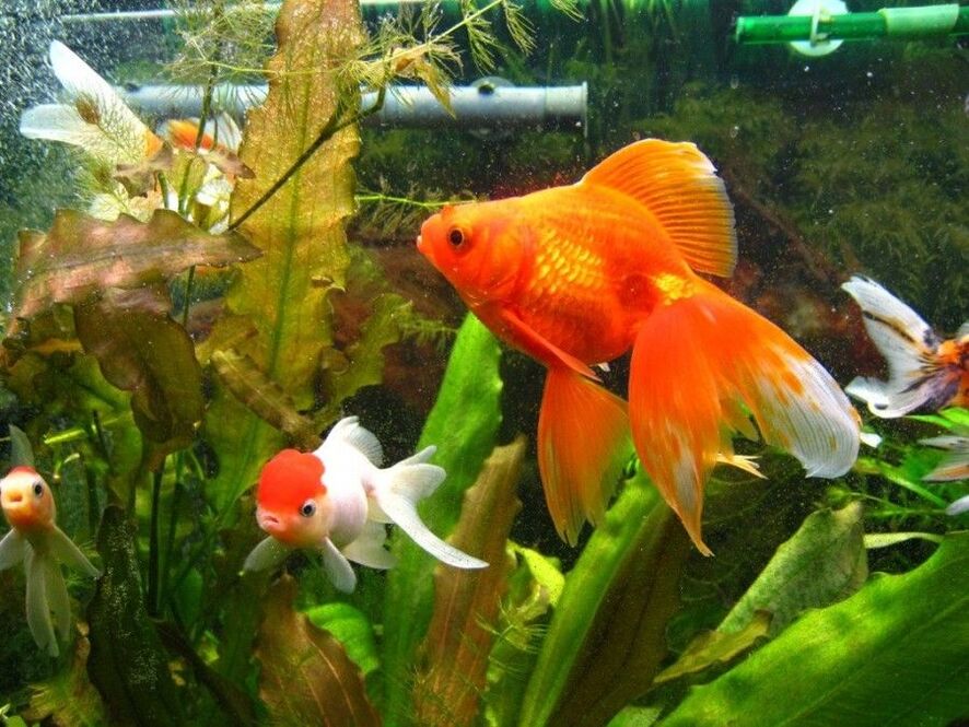 акварыум з залатымі рыбкамі для грошай